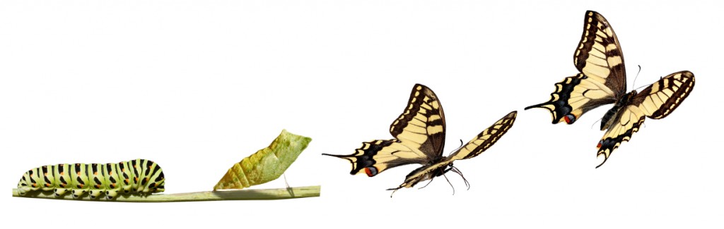 caterpillar transforms into butterfly
